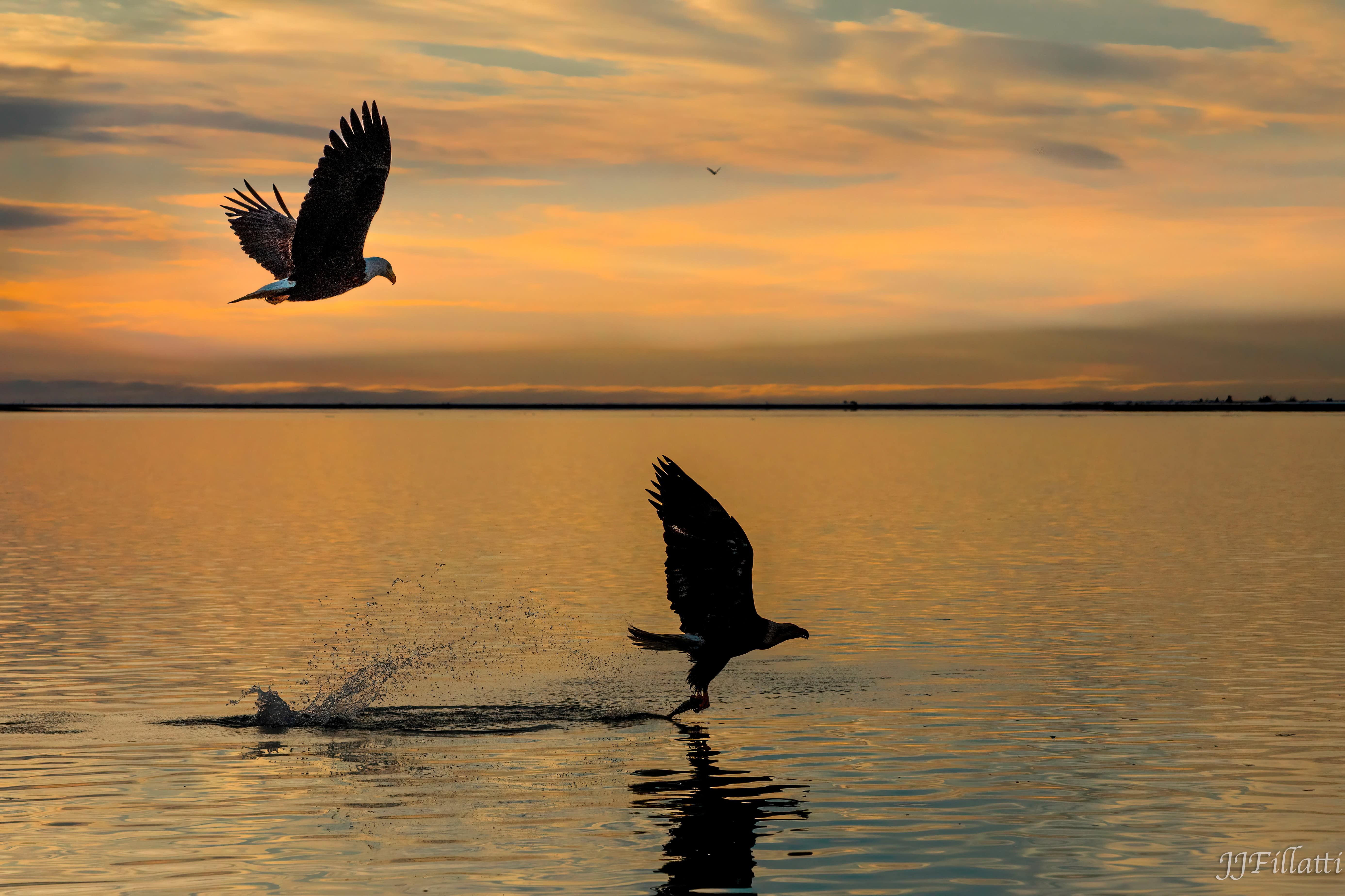 bird of homer alaska image 15